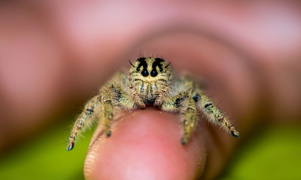 Nhện và những giấc mơ về loài nhện