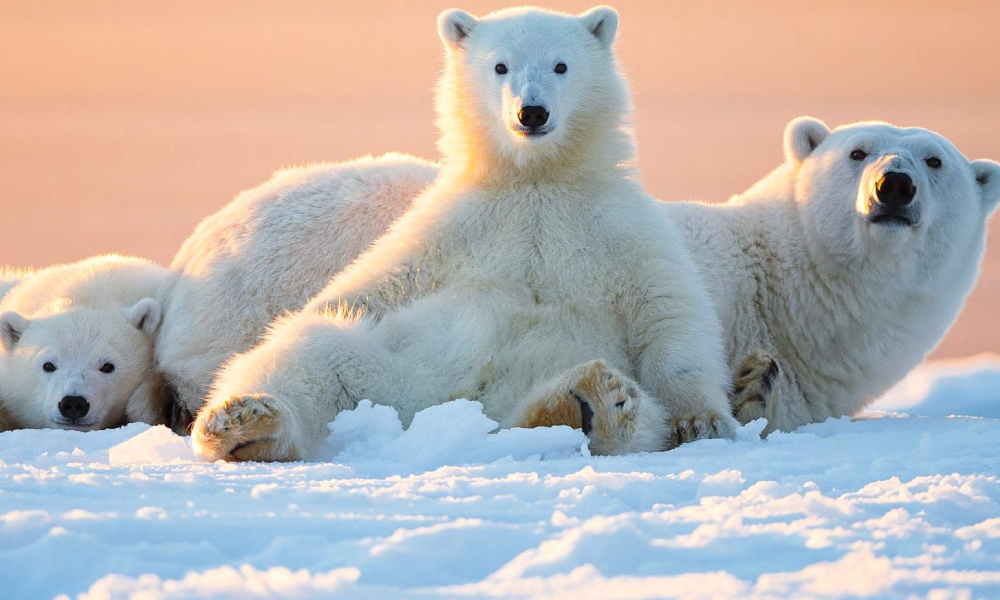 Mơ thấy gấu Bắc Cực cho thấy sóng gió đã qua đi và cuộc sống của bạn trở nên êm đềm hạnh phúc