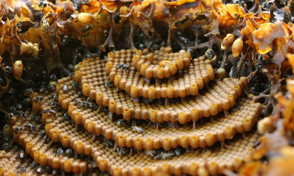 Nằm mơ thấy con ong mang ý nghĩa gì?