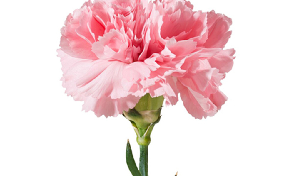 Mơ thấy hoa cẩm chướng khổng lồ là giấc mơ may mắn có liên quan đến tiền bạc